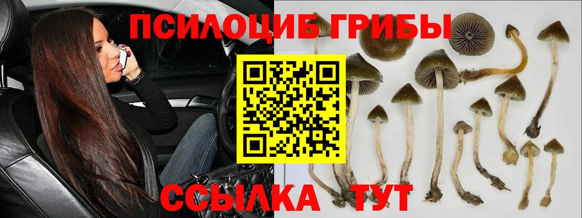 Псилоцибиновые грибы Psilocybine cubensis Воркута
